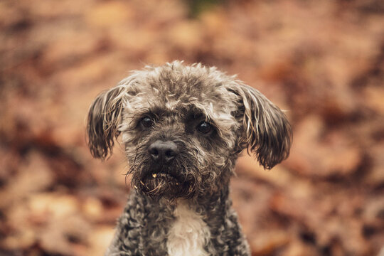 Close portrait of grey poodle lap dog with headscarf  in autumn forest with many brown leaves