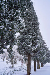 Pinos nevados en un parque