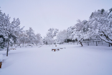 Nevada con arboles blancos 