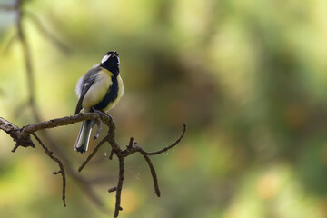 Great tit sitting on a wood brunch.