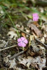 Dianthus carthusianorum