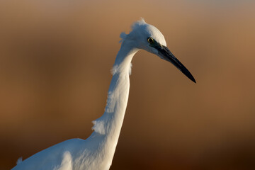 Little egret close up view. Birdwatching.