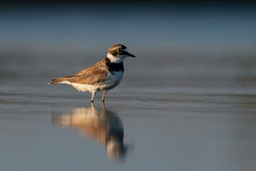 Liitle ringed plover at water close view. Birdwatching.