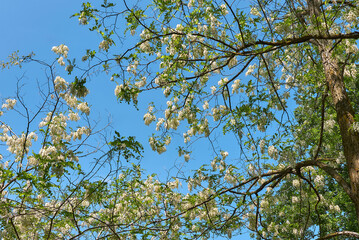 Robinia pseudoacacia