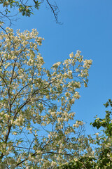 Robinia pseudoacacia