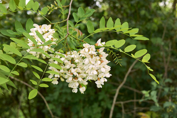 Robinia pseudoacacia