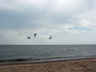 Seagull flies in the sky over the sea off the coast. 