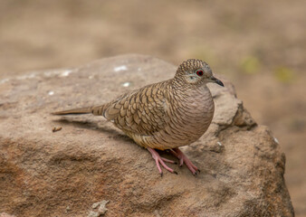 Inca Dove