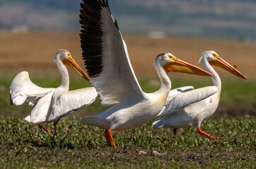 White Pelicans Taking Off
