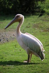beautiful pelican is standing in the park
