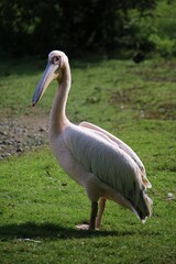 beautiful pelican is standing in the park