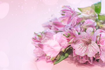 Fototapeta na wymiar Alstroemeria pink on a pink background. The spring theme.