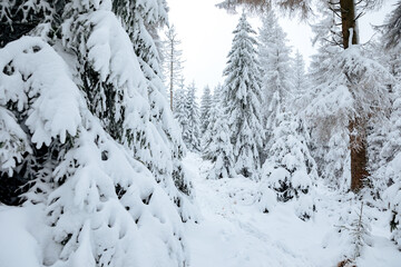 trees with a lot of snow on the branches. Forest in winter