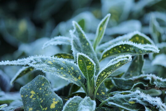 frost covered aucuba japonica