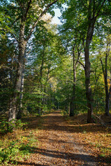Trees and fallen leaves on a footpath in the forest at the Aulanko nature reserve in Hämeenlinna, Finland, on a sunny day at autumn.