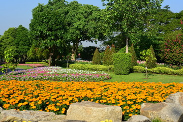 Colorful flowers in nature.flowers in the garden.Flower Blooming in the Suan Luang Rama IX	