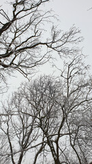 Tree tops covered with snow, concept of christmas and winter walk