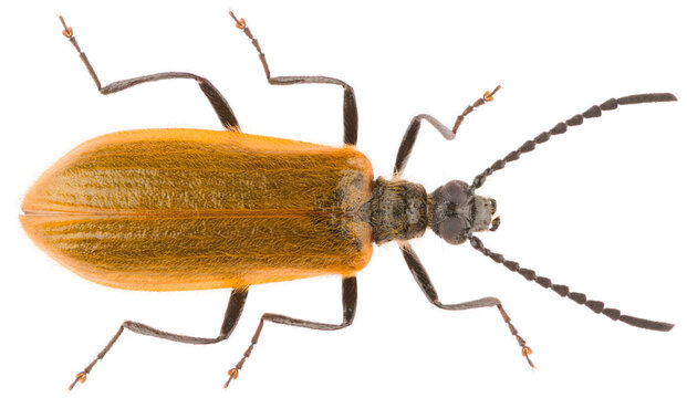 Lagria hirta is a species of darkling beetles belonging to the family Tenebrionidae. Dorsal view of isolated darkling beetle Lagria hirta male on white background.