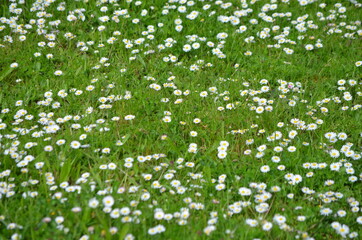 Naklejka premium Bellis perennis