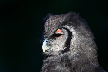 Verreaux's eagle-owl (Bubo lacteus). Milky eagle owl or giant eagle owl. BUHO LECHOSO