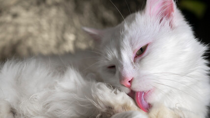 White cat licks itself on a golden background. low light