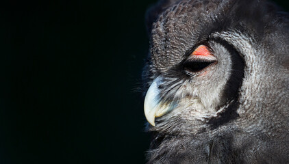 Verreaux's eagle-owl (Bubo lacteus). Milky eagle owl or giant eagle owl. BUHO LECHOSO