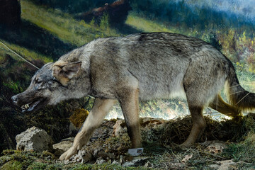 wolf in aggressive attitude, Museo Comarcal de Molina de Aragón, Guadalajara, Spain