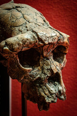 Sahelanthropus tchadensis, Toumai, skull replica, Museo Comarcal de Molina de Aragón, Guadalajara, Spain