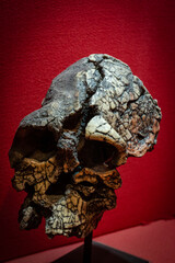 Naklejka premium Kenyanthropus playtops skull replica, Museo Comarcal de Molina de Aragón, Guadalajara, Spain