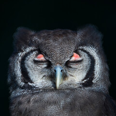 Verreaux's eagle-owl (Bubo lacteus). Milky eagle owl or giant eagle owl. BUHO LECHOSO
