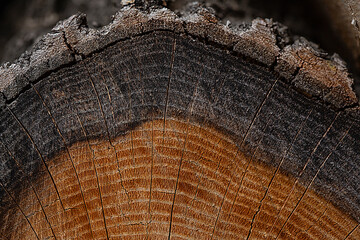 A perfectly round sawn tree with tree rings and cracks. Wood texture.