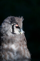 Verreaux's eagle-owl (Bubo lacteus). Milky eagle owl or giant eagle owl. BUHO LECHOSO