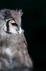 Verreaux's eagle-owl (Bubo lacteus). Milky eagle owl or giant eagle owl. BUHO LECHOSO