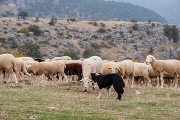 sheepdog leading a flock of sheep, Gollorio, Guadalajara, Spain