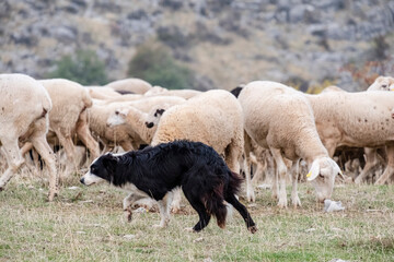 sheepdog leading a flock of sheep, Gollorio, Guadalajara, Spain