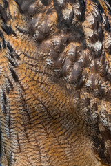 Eurasian eagle-owl - BUHO REAL  (Bubo bubo)