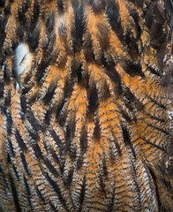 Eurasian eagle-owl - BUHO REAL  (Bubo bubo)