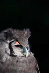 Verreaux's eagle-owl (Bubo lacteus). Milky eagle owl or giant eagle owl. BUHO LECHOSO