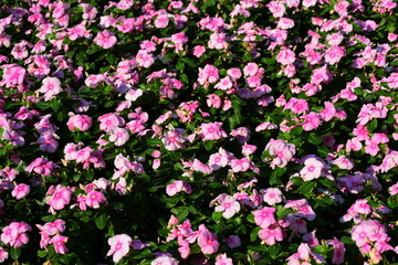 Obraz premium Colorful flowers in the garden.flower blooming.Beautiful flowers in the garden. 