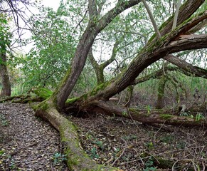 Mettnauspitze bei Radolfzell am Bodensee, Halbinsel Mettnau, Naturschutzgebiet, Vogelschutzgebiet