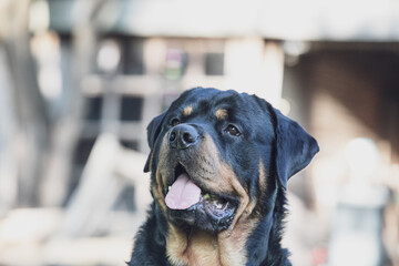close portrait of happy big rottweiler dog smiling with pink tongue
