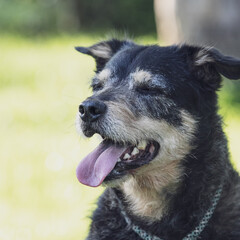close portrait of happy old terrier dog smiling with pink tongue