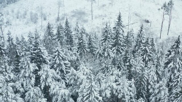 Clearcut logging ground next to a healthy forest in the winter. Snow covered spruce trees aerial reveal shot of logging and deforestation.