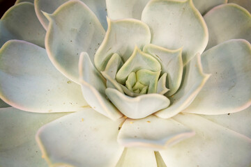 Triangular arrangement of teal succulents cactus succulents close up