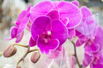 Inflorescence of purple orchids blooming, natural flower huge group