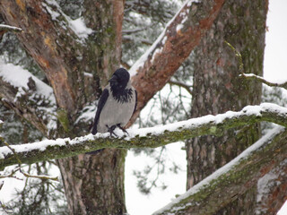 crow on a tree