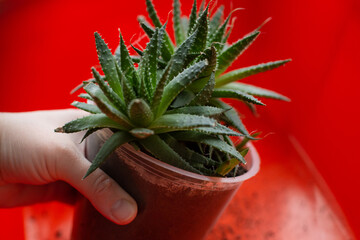 Transplanting plants. Transplanting indoor plants, anthurium in a pot. Change of soil to plants.