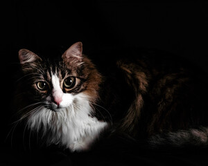 Cat looking at camera in a black background