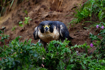 Peregrine falcon