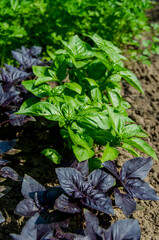 Basil green and purple in the garden. Photo of spicy herbs in a garden bed in summer